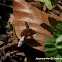 Large bee fly