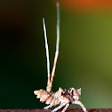 Very small tree hopper Nymph