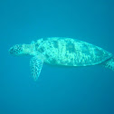 Green Sea Turtle
