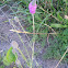 Purple prairie-clover