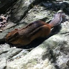 Eastern Chipmunk