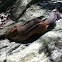 Eastern Chipmunk