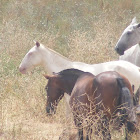 Cavalo Lusitano