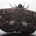 Mariposa