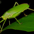 Large Katydid
