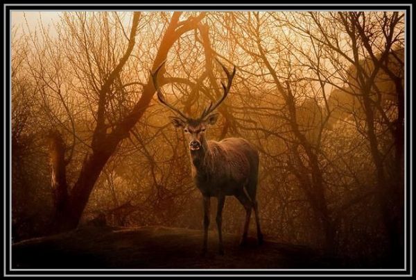 28.jpg, animal