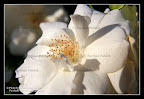 Farshad_Palideh_IMG_6982.jpg