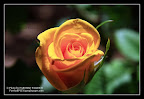 Yellow rose