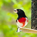 Rose-breasted grosbeak