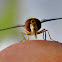 Hoverfly