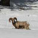 Rocky Mountain Bighorn Sheep