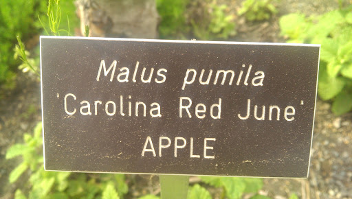 Carolina Red June Apple