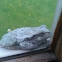 Grey tree frog