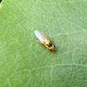 Yellow fly. Mosca amarilla