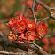Japanese Quince