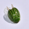 Green Striped Leaf Beetle