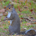Eastern Gray Squirrel