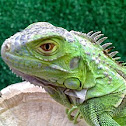 Iguana Iguana