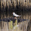 Whiskered Tern; Fumarel Cariblanco
