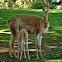 Vicuña
