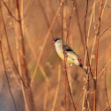 RED AVADAVAT