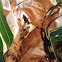 Weaver Ant