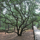 Southern Live Oak