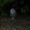 Snowy Owl