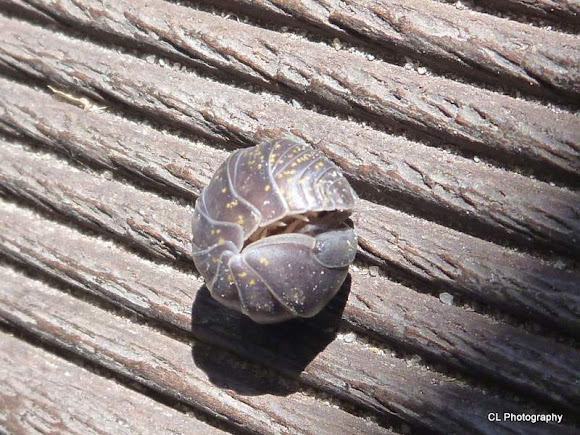 Spotting Image 1
