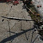 Walking stick