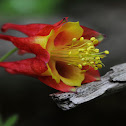 Wild Columbine