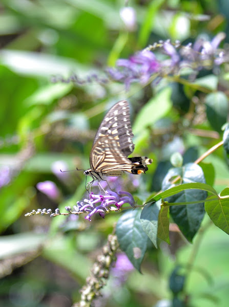 Chinese Yellow Swallowtail | Project Noah