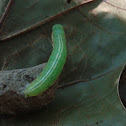 Angulose Prominent
