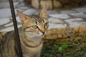 Corfu Greece Paleokastritsa monastery cat