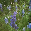 Larkspur
