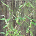 bamboo