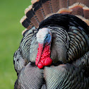 Wild Turkey