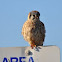 American Kestrel