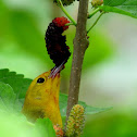 Prothonotary Warbler