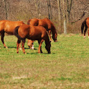 horse