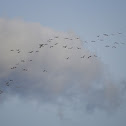 Common Cranes