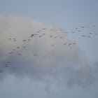 Common Cranes