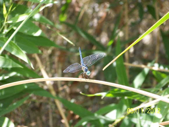Spotting Image 1