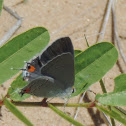 Gray Hairstreak Butterfly