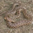 Gopher snake