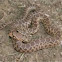 Gopher snake