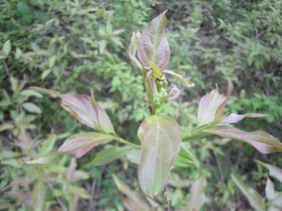 Spotting Image 1