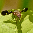 Picture-winged fly