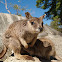 Mareeba Rock-wallaby