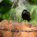 Common Grackle